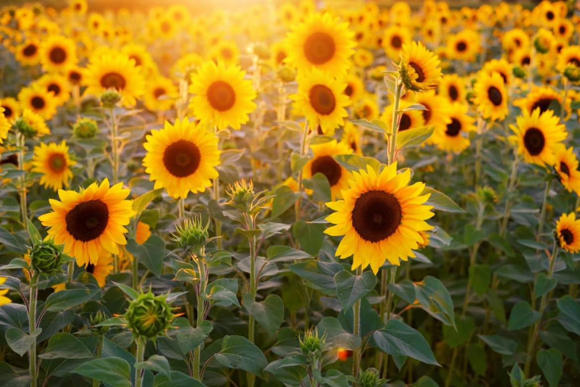 Sonnenblumen.jpeg